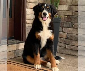 Mother of the Bernedoodle (Miniature) puppies born on 05/26/2025