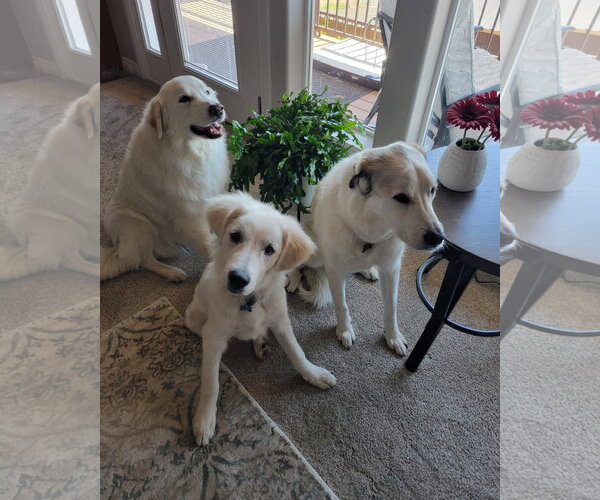 Medium Photo #12 Great Pyrenees Puppy For Sale in Spring, TX, USA