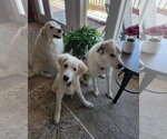 Small #11 Great Pyrenees