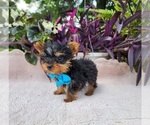 Small #4 Yorkshire Terrier