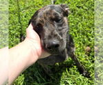 Small #2 Catahoula Leopard Dog-Rat Terrier Mix