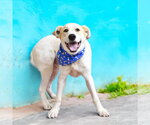 Small Photo #2 Great Pyrenees-Unknown Mix Puppy For Sale in Coldwater, MI, USA