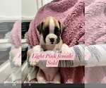 Small Photo #13 Boxer Puppy For Sale in CITRUS HEIGHTS, CA, USA