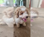 Small #6 Aussiedoodle Miniature -Poodle (Miniature) Mix