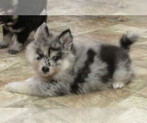 Pomsky Puppy for sale in SEBRING, FL, USA