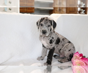 Great Dane Puppy for sale in SHILOH, OH, USA