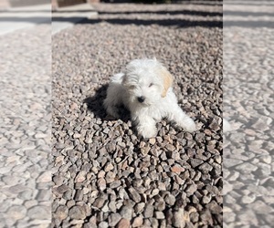 Maltipoo Puppy for sale in LAS VEGAS, NV, USA