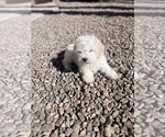 Small Maltipoo