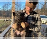 Puppy Puppy 4 German Shepherd Dog