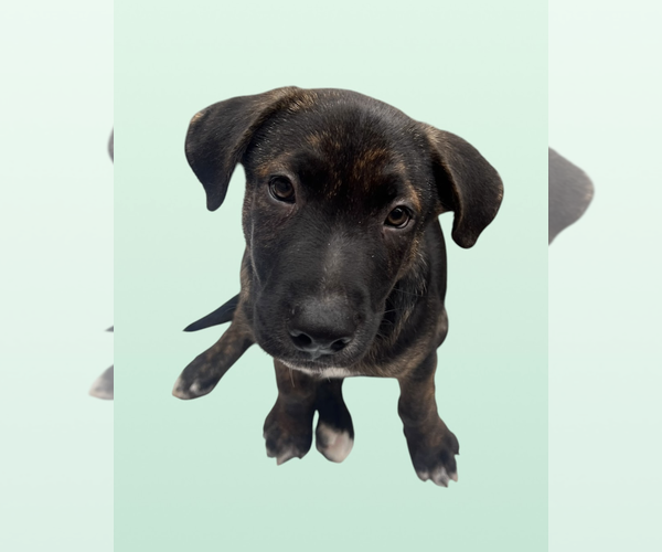 Medium Photo #3 Labrador Retriever-Unknown Mix Puppy For Sale in Rockville, MD, USA