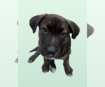 Small #2 Labrador Retriever Mix
