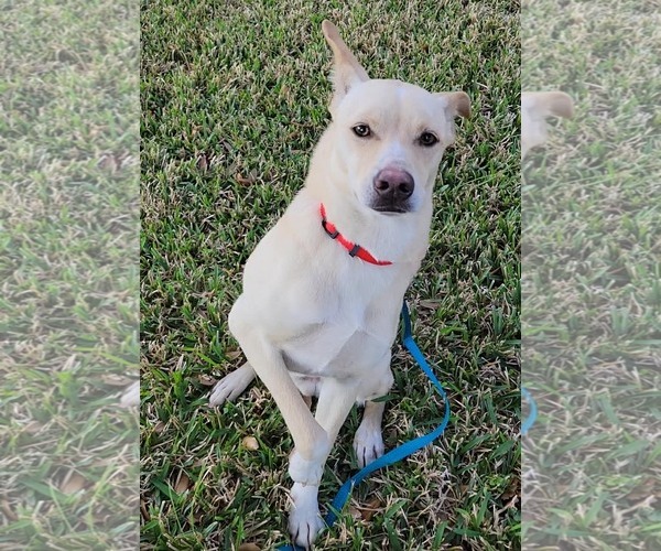 Medium Photo #2 Mutt Puppy For Sale in Rosenberg, TX, USA