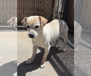 Beagle-Unknown Mix Dogs for adoption in Apple Valley, CA, USA