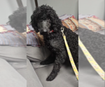 Small #1 Poodle (Standard) Mix