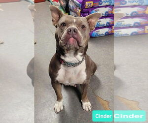 American Bulldog-Boston Terrier Mix Dogs for adoption in Richmond, IN, USA