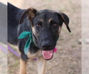 German Shepherd Dog Dogs for adoption in San Antonio, TX, USA