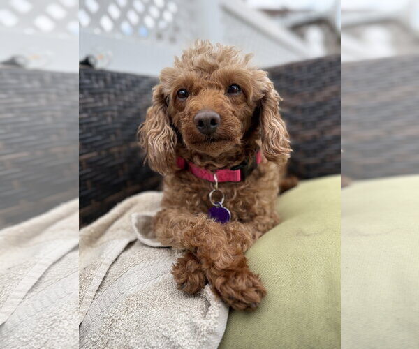 Medium Photo #5 Poodle (Miniature) Puppy For Sale in Staten Island, NY, USA