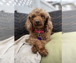 Small #4 Poodle (Miniature)
