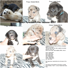 Great Pyredane Puppy for sale in WALTERBORO, SC, USA