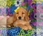Small Photo #7 Goldendoodle Puppy For Sale in KIRKWOOD, PA, USA