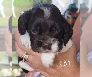 Cocker Spaniel Puppy for sale in WALLER, TX, USA