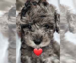 Bichpoo-Poochon Mix Puppy for sale in REIDSVILLE, NC, USA