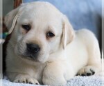 Small Photo #11 Labrador Retriever Puppy For Sale in SYRACUSE, IN, USA