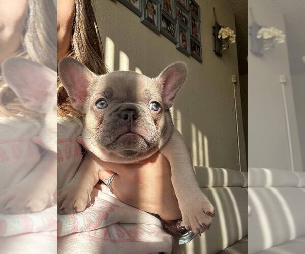 Medium Photo #1 French Bulldog Puppy For Sale in BALDWIN PARK, CA, USA