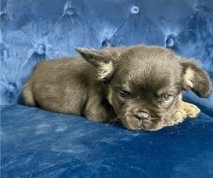 French Bulldog Puppy for sale in ATHERTON, CA, USA