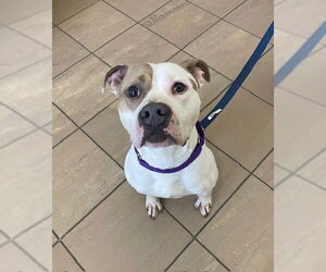 American Pit Bull Terrier Dogs for adoption in Lee's Summit, MO, USA