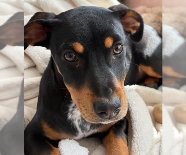 Medium Photo #1 Mutt Puppy For Sale in Brooklyn Center, MN, USA