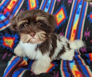 Havanese Puppy for Sale in POST FALLS, Idaho USA