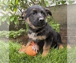 Small #2 German Shepherd Dog