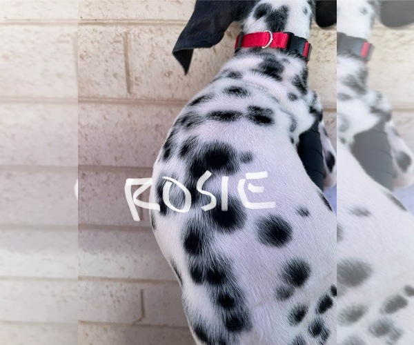 Medium Photo #10 Dalmatian Puppy For Sale in GLENDALE, AZ, USA