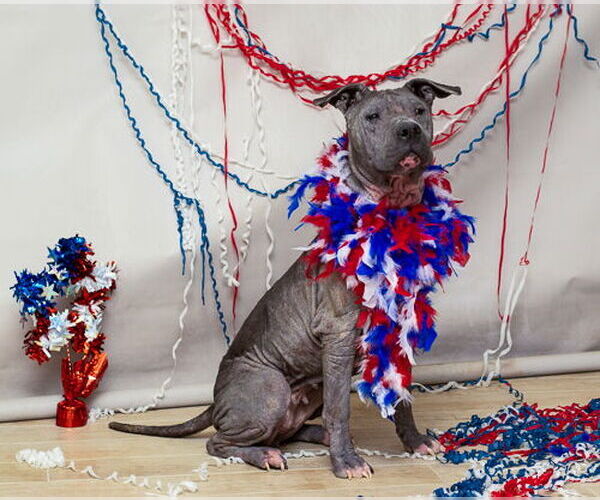 Medium Photo #1 Plott Hound Puppy For Sale in Sanford, FL, USA