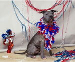 Small Plott Hound