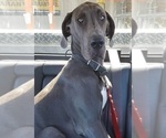 Small Photo #1 Great Dane Puppy For Sale in ROCHESTER, NY, USA