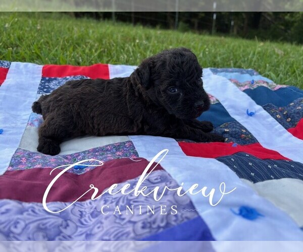 Medium Photo #2 Schnoodle (Miniature) Puppy For Sale in NIANGUA, MO, USA