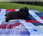 Small Photo #7 Schnoodle (Miniature) Puppy For Sale in NIANGUA, MO, USA