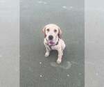 Small #2 Golden Labrador