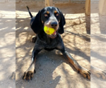 Small #4 Bluetick Coonhound