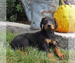 Small Photo #4 Doberman Pinscher Puppy For Sale in NARVON, PA, USA