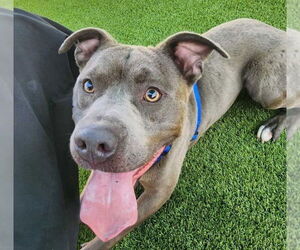 American Pit Bull Terrier Dogs for adoption in Chestertown, MD, USA