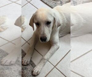 Great Pyrenees-Unknown Mix Dogs for adoption in Mundelein, IL, USA