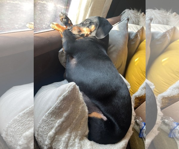 Medium Photo #4 Dachshund-Unknown Mix Puppy For Sale in Wakefield, RI, USA
