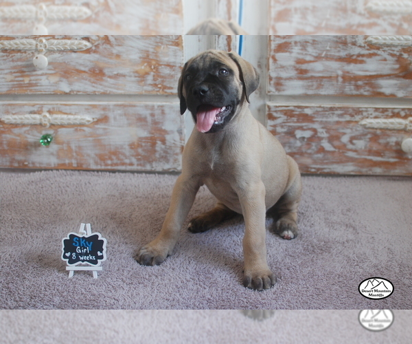Medium Photo #1 Mastiff Puppy For Sale in HEMET, CA, USA