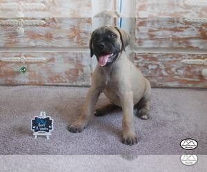 Mastiff Puppy for sale in HEMET, CA, USA