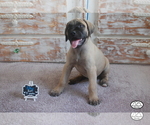 Small Photo #1 Mastiff Puppy For Sale in HEMET, CA, USA