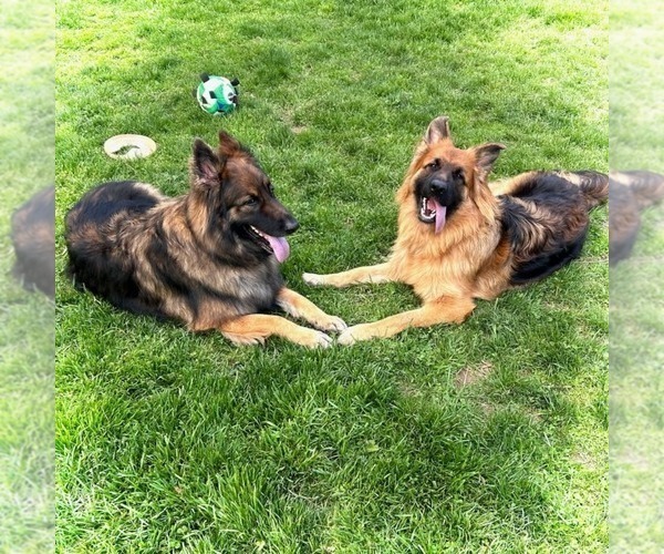 Medium Photo #31 German Shepherd Dog Puppy For Sale in LA FAYETTE, NY, USA
