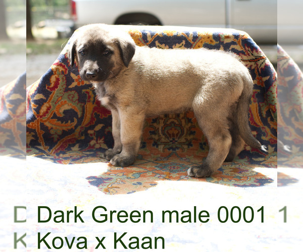 Medium Photo #10 Anatolian Shepherd Puppy For Sale in SELMA, OR, USA